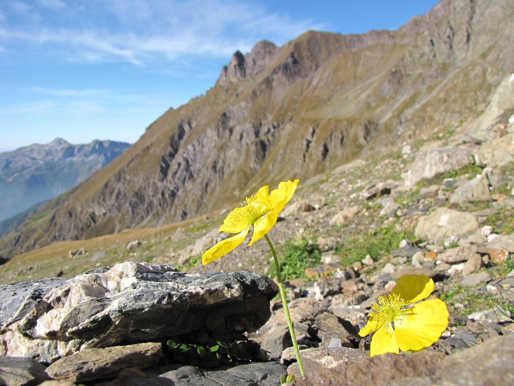 Noccaea corymbosa (=Thlaspi lereschianum) e Papaver alpinum